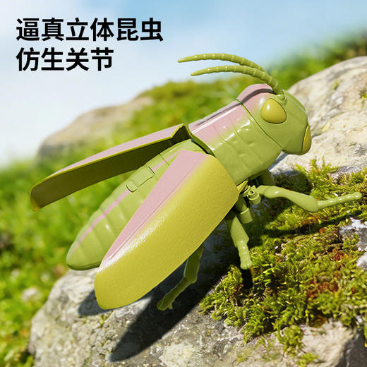 【7个会爬行的立体昆虫 有夜光】百乐森立体昆虫发条玩具 儿童益智爬行仿真动物虫子模型礼盒 赠7张认知卡+礼盒套装 商品图5