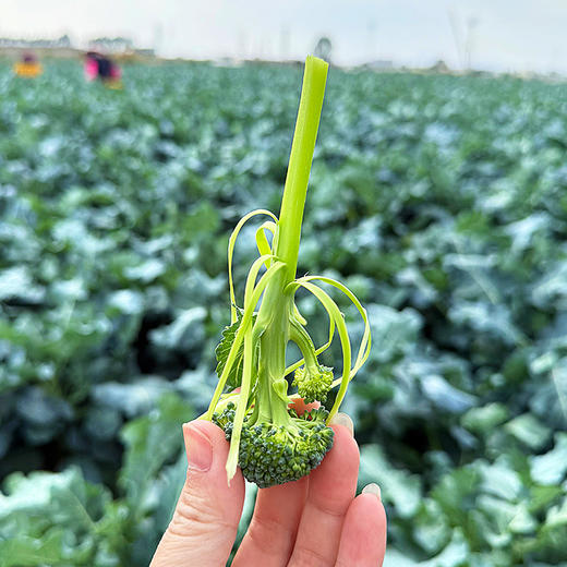 『福建甜杆芦笋西蓝薹』长杆西兰花，清新甜嫩，鲜脆爽口，顶冠和茎秆都可以食用 商品图5