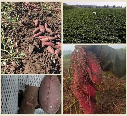 蜂蜜面包薯 商品图4