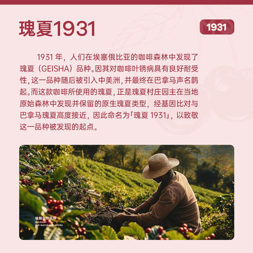 【红宝石樱桃】瑰夏1931 SOE瑰夏G1精品意式手冲咖啡豆 商品图3