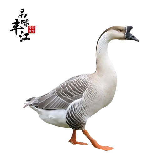 【每日鲜】农家鹅约7斤左右 商品图0