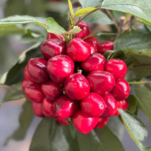 大连美早大樱桃（现摘现发，下单72小时发货）下单后采摘，如遇大雨极端天气顺延 商品图6