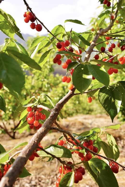 【攀枝花·玛瑙红小樱桃】果子硬度好、颜色深红、口感香甜、果味浓郁-CC 商品图5