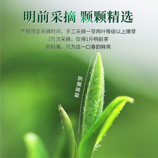 【2026年新茶预售】茶马世家丨信阳毛尖 河南名茶 绿茶 特级 50g 罐装，新茶预计4月10日发货 商品图7