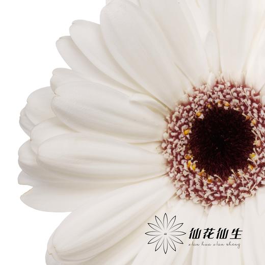 非洲菊 | 史努比 商品图1