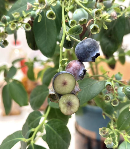 云南蓝莓树苗 商品图1