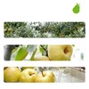【长轻优选补贴】喜善花房纯梨膏70/盒 商品缩略图3