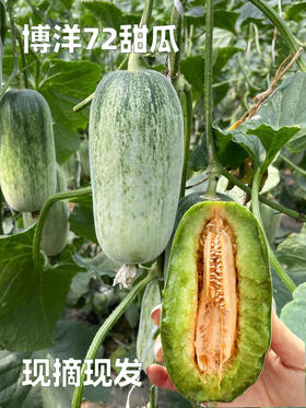 自营（农产品）-博洋72甜瓜