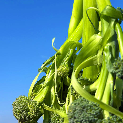 『福建甜杆芦笋西蓝薹』长杆西兰花，清新甜嫩，鲜脆爽口，顶冠和茎秆都可以食用 商品图3