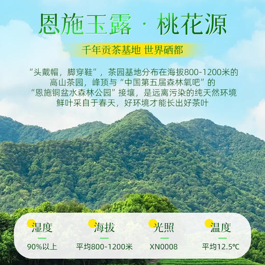 茶马世家丨早春恩施玉露 绿茶 明前特级 圆罐 100g 商品图9