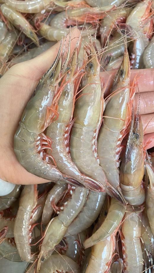 xm断货好几个月，今天新鲜刚上岸！！！天然剑虾，虾壳更薄，虾肉更紧实，风味物质更浓郁，是追求食材本味的您不可错过的选择！顺丰活冻送货到家~ 商品图0