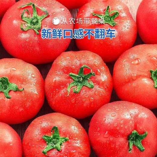 【陕西普罗旺斯西红柿】果肉绵密起沙，一咬就爆汁，不硬不柴、现摘现发 商品图4