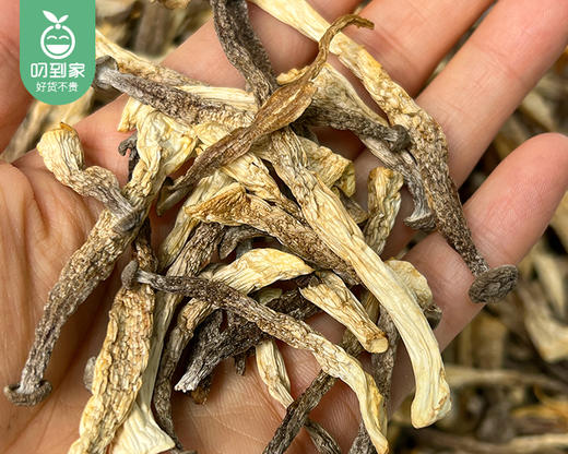 【到手共2包】古田鹿茸菇（嫩菇丁-干货）/1份（250g*2包）生产日期：26年4月 商品图2