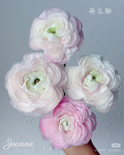 荷花酥洋牡丹 商品图0