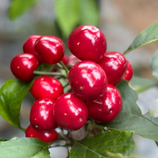 大连美早大樱桃（现摘现发，下单72小时发货）下单后采摘，如遇大雨极端天气顺延 商品图8