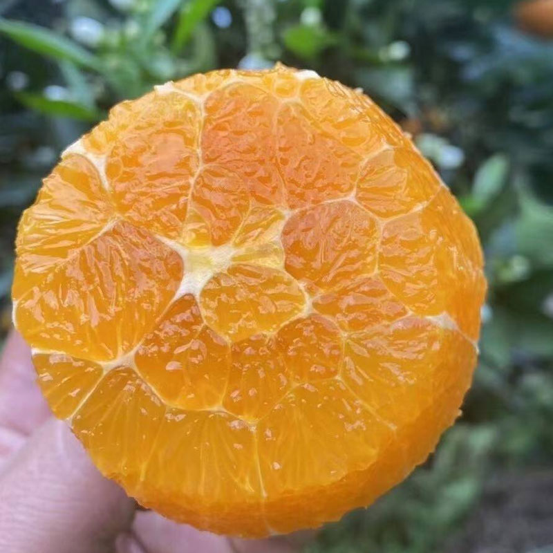 鲜榨当季！秭归伦晚春橙，一口爆汁的“橙中皇后”