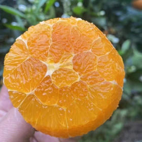 鲜榨当季！秭归伦晚春橙，一口爆汁的“橙中皇后”