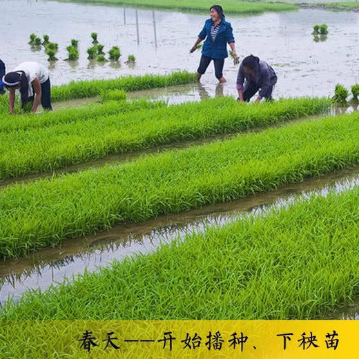 紫香贡米血糯米黑米红米湖南特产新化紫鹊界紫米新米糙米饭紫糯米 商品图1