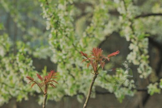 山西省永济市蒲州镇韩阳镇   山西省永济市蒲州镇韩阳镇 商品图8