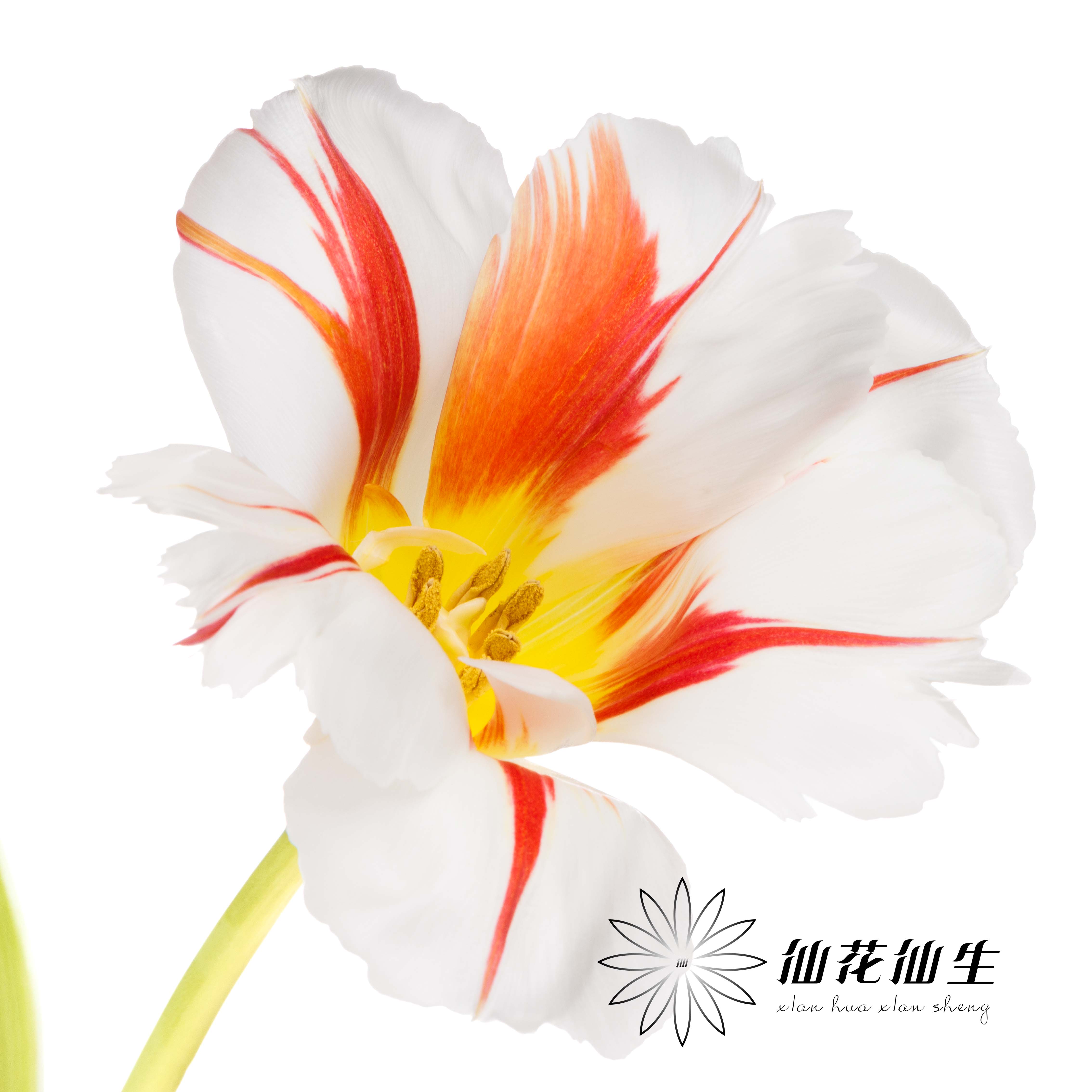 国产郁金香 | 幸福一代