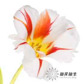 国产郁金香 | 幸福一代