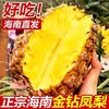 【当季抢鲜吃❗️19.9秒3斤🔥海南金钻凤梨】现摘现发，金黄诱人，香甜扑鼻，无需挖孔，无需泡盐水，去皮即食！水果手撕凤梨新鲜无眼台湾香水菠萝 商品缩略图0