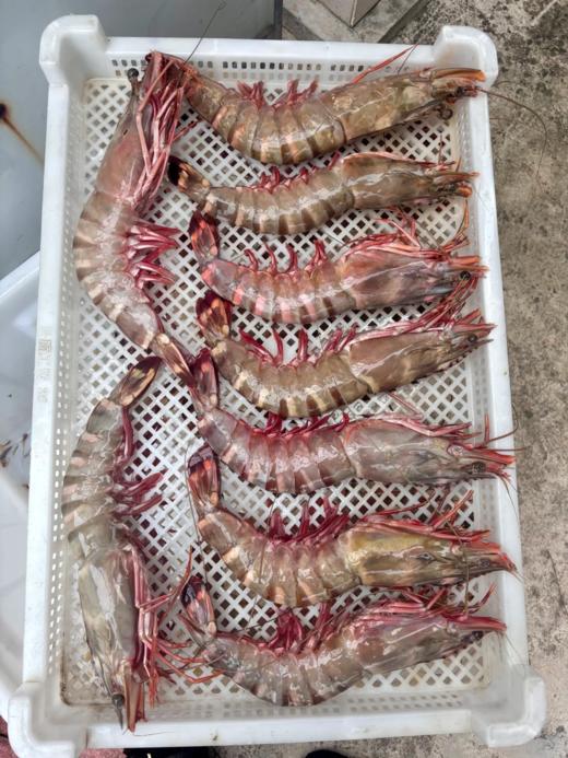 &  虾中巨擘！特大红爪虾🦐带膏，肉质紧实，鲜甜，少量货‼【活冻】 商品图2
