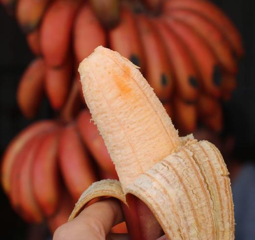 3斤家庭装【蜜麒麟娇蕉-美人蕉】软糯香甜  香蕉 果肉Q弹，还自带一股淡淡的兰花香味 商品图1