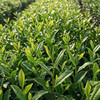 【新品】明前龙井茶200g 商品缩略图5