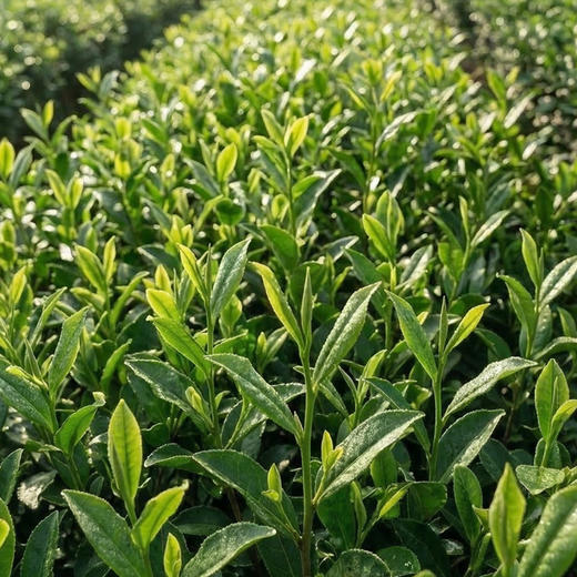 【新品】明前龙井茶200g 商品图5
