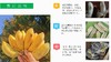 有机丑芭蕉（粉蕉） 4.8斤 商品缩略图11