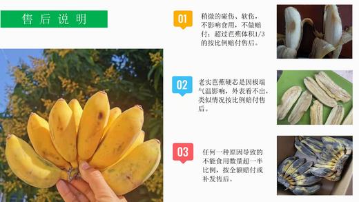 有机丑芭蕉（粉蕉） 4.8斤 商品图11