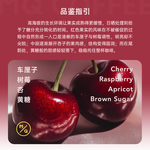 【红宝石樱桃】瑰夏1931 SOE瑰夏G1精品意式手冲咖啡豆 商品图2