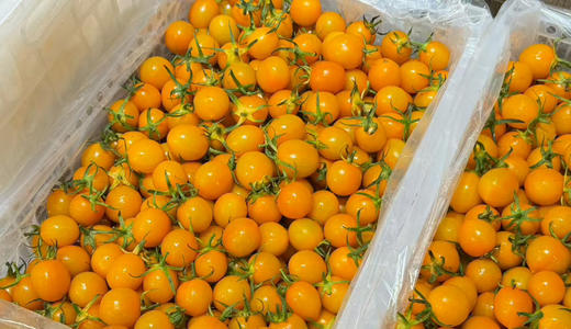 香芒皇后黄番茄（散称19.8/斤 称重补差） 商品图2