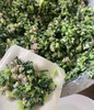 周一取货：【荠菜油渣鲜肉馄饨】一盒10枚，选用新鲜的食材，口感清新，味道鲜美。 商品缩略图2