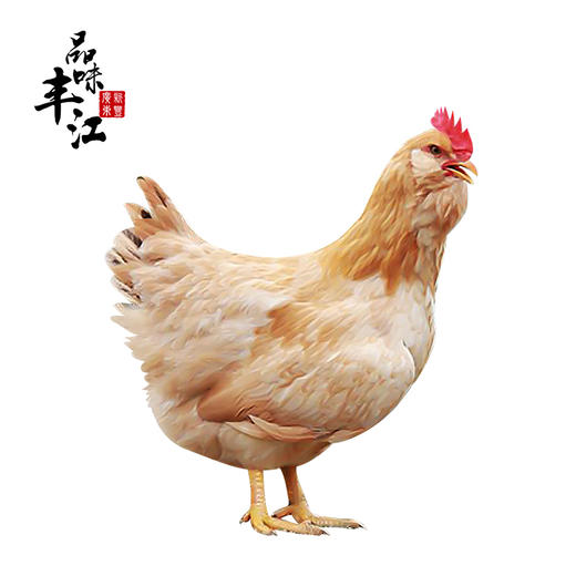 【每日鲜】煲汤靓鸡5斤左右 商品图0