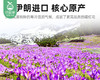 【9折】杞里香伊朗特级藏红花（3g/盒）生产日期: 26年3月补单链接 商品缩略图3