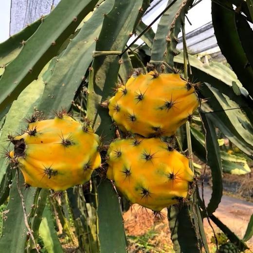 海南黄金燕窝果 商品图5