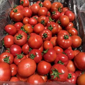 【钱袋番茄】米其林级别的水果番茄 草莓沙瓤+爆浆脆甜+15°糖心…