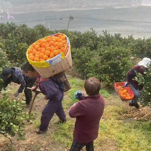 鲜榨当季！秭归伦晚春橙，一口爆汁的“橙中皇后” 商品图7