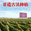 张宝山面条 铁棍山药龙须挂面100g 怀山药线面细面汤面拉面速食营养 /粮油调味 /挂面 /风味挂面 商品缩略图5