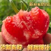 【京东发货】 普罗旺斯西红柿 净重3斤/4.5斤 现摘现发坏果包赔 商品缩略图0