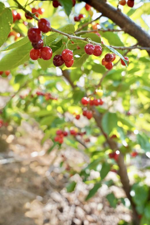 【攀枝花·玛瑙红小樱桃】果子硬度好、颜色深红、口感香甜、果味浓郁-CC 商品图10