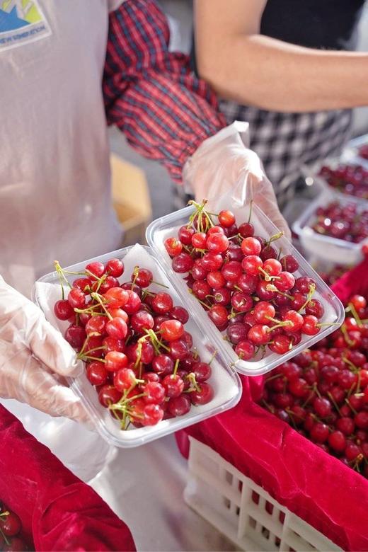 【攀枝花·玛瑙红小樱桃】果子硬度好、颜色深红、口感香甜、果味浓郁-CC 商品图1