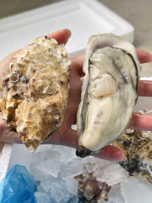 【生蚝+扇贝】 商品图4