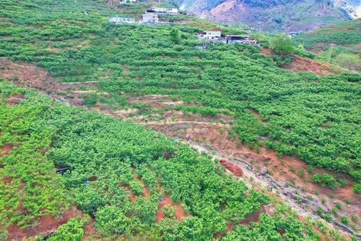 【攀枝花·玛瑙红小樱桃】果子硬度好、颜色深红、口感香甜、果味浓郁-CC 商品图3