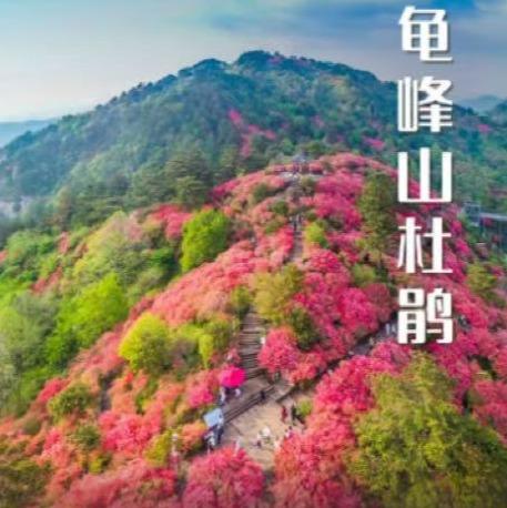 周末2天【麻城杜鹃 立减30元】大别山巅的红霞盛宴の麻城龟峰山杜鹃群-安徽天堂寨 商品图0