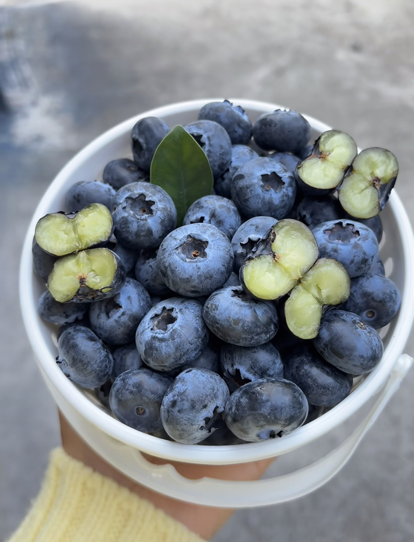 山地花香18+蓝莓桶