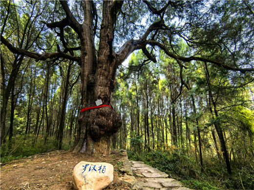 五一4日【徒步古蜀道】一条古蜀道-半部华夏史の徒步金牛古蜀道-剑阆古蜀道-剑门关-昭化古城-不夜三国城-广元 商品图2