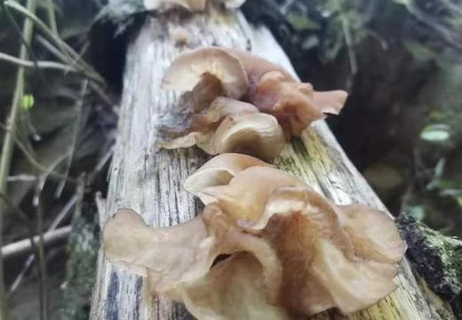 干木耳·森林野生食材·金鹏的草叶集 商品图0